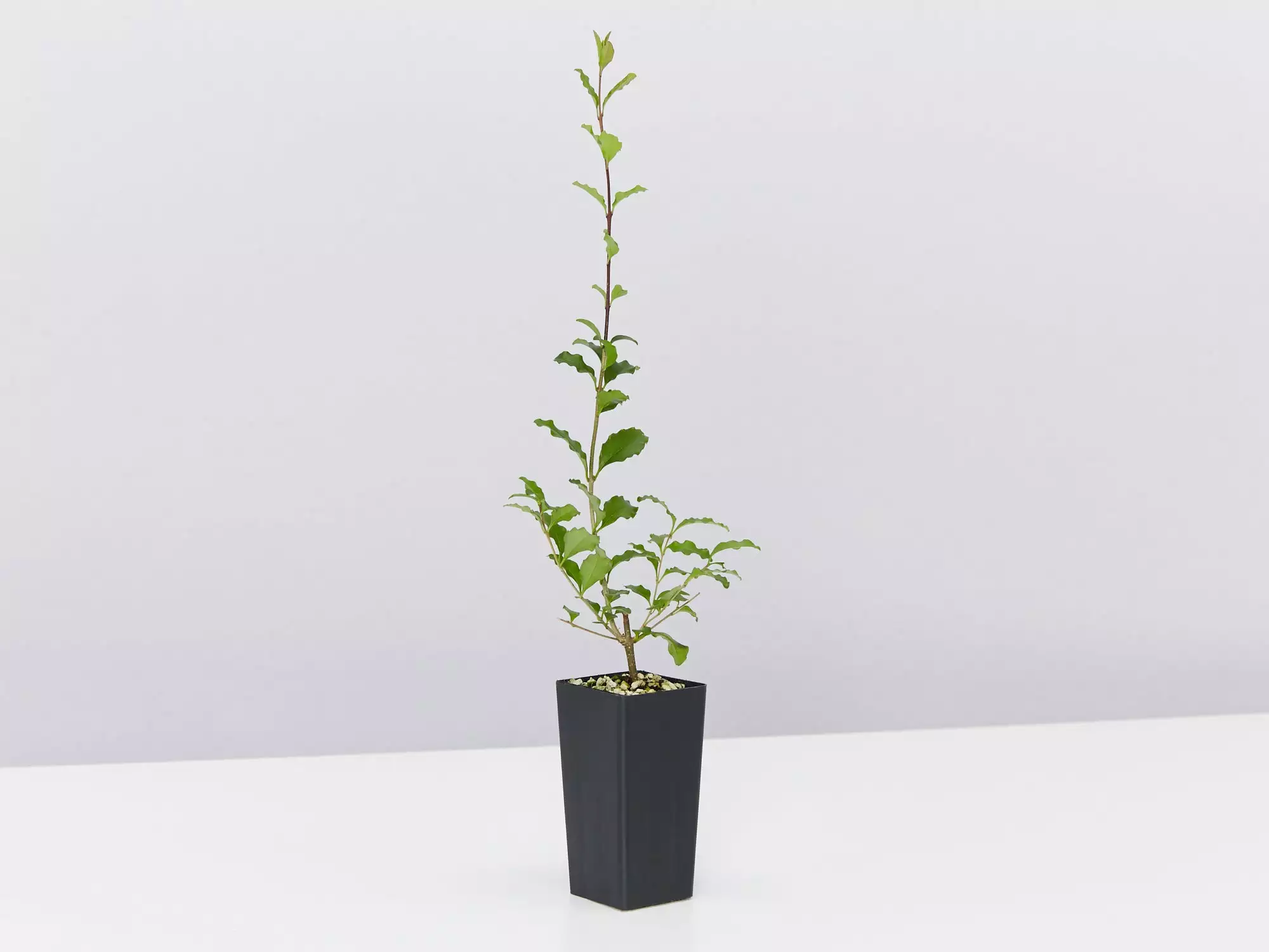 Ligustrum Undulatum Box-leaved Privet Evergreen Hedging Pack 6 Ligustrum Undulatum Box-leaved Privet Evergreen Hedging Pack - Image 4