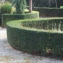 Ligustrum Undulatum Box-leaved Privet Evergreen Hedging Pack 11 Ligustrum Undulatum Box-leaved Privet Evergreen Hedging Pack -Plants in a Box Sales Shop Ligustrum Undulatiam