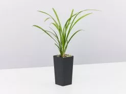 Liriope Evergreen Giant Plant (Grass-Like) Packs -Plants in a Box Sales Shop LiriopeEvergreenGiant single 8ac05257 dfd8 4185 b041 7c2cc3454755