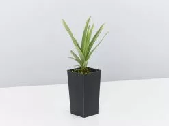 Pink Pearlâ„¢ Liriope Muscari â€˜VS001â€™ -Plants in a Box Sales Shop LiriopeMuscariPinkPearl single 2307a0ea b825 441b b45a 5d37e2424d39