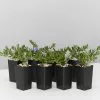 Lithodora Diffusa 'Grace Ward' -Plants in a Box Sales Shop LithodoraGraceWard 8plants 1 cc97edde 6e0d 41f6 9b82 44e3ec514fe6
