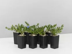 Lithodora Diffusa 'Grace Ward'