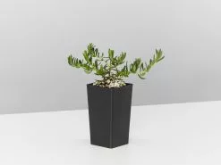 Lithodora Diffusa 'Grace Ward' -Plants in a Box Sales Shop LithodoraGraceWard single 1 b4d25cc4 0b2e 4671 afa8 706aa6312352