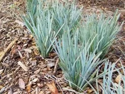 Lomandra Glauca Blue Ridge -Plants in a Box Sales Shop LomandraBlueRidge01 a0b291f1 ffdc 412b 8b47 814679cd6a91