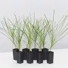 Lomandra Confertifolia Echidna Grass -Plants in a Box Sales Shop LomandraEchidna 8plants fa3fecf4 afd4 47a2 a8d6 7bb2fad8e26c