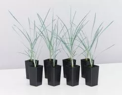 Lomandra Glauca Blue Ridge