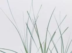 Lomandra Glauca Blue Ridge -Plants in a Box Sales Shop LomandraGlaucaBlueRidge detail ed87aa2d e85c 4827 b7ef 38408055c64d