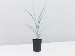 Lomandra Glauca Blue Ridge -Plants in a Box Sales Shop LomandraGlaucaBlueRidge single 14f4a1bf e3ad 430a a797 f47578d1f713