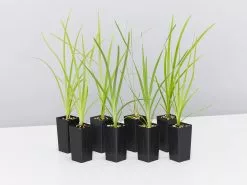 Lomandra Hystrix Katie Belles Pbr Matt Rush