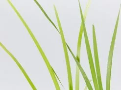 Lomandra Hystrix Katie Belles Pbr Matt Rush -Plants in a Box Sales Shop LomandraHystrix detail 956f8aa4 c057 45f0 87c0 4fed0e2c18b4