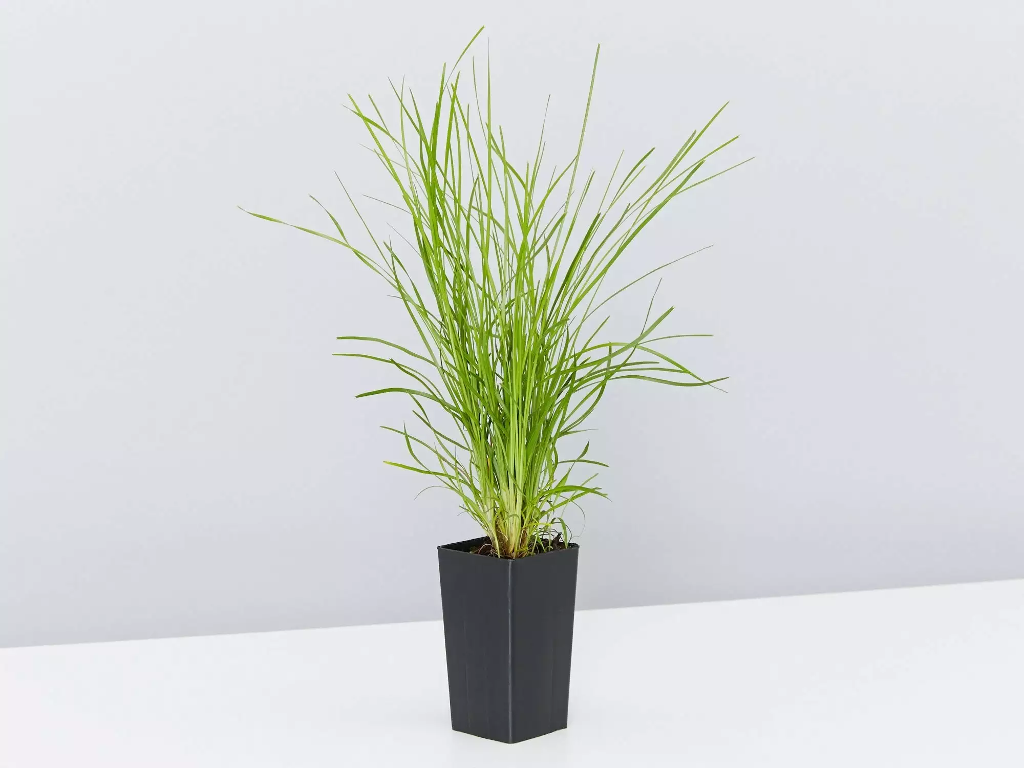 Pet-Friendly Outdoor Plant Box 🈠Non-Toxic 6 Pet-Friendly Outdoor Plant Box 🈠Non-Toxic - Image 4