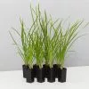 Lomandra Confertifolia 'Little Cricket' -Plants in a Box Sales Shop LomandraLittleCricket42mm 8plants ba1b90cb 19f1 401b 8d32 2edc8509dfaa