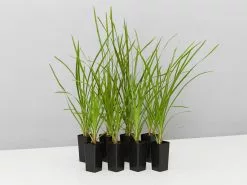 Lomandra Confertifolia 'Little Cricket'