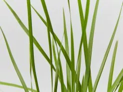 Lomandra Confertifolia 'Little Cricket' -Plants in a Box Sales Shop LomandraLittleCricket42mm detail e9da9013 dac8 4aa5 b63b 649439d52226