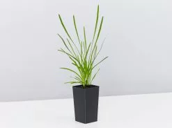 Lomandra Confertifolia Little Pal -Plants in a Box Sales Shop LomandraLittlePal single c7f8b2c6 7f69 4cec b488 5337074512d6