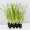 Lomandra Longifolia Dalliance -Plants in a Box Sales Shop LomandraLongifoliaDalliance 8plants 7af07dfd bc15 439c 949e dcdf6bb5cb3d
