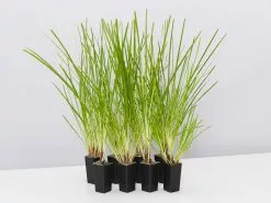 Lomandra Longifolia Dalliance