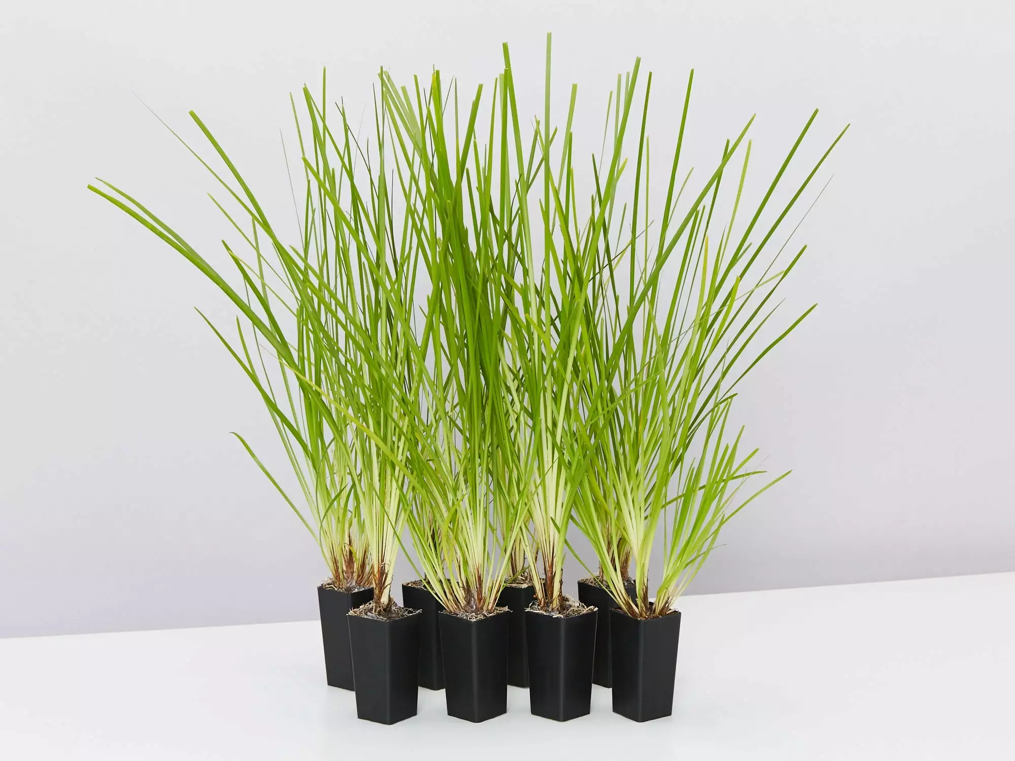 Lomandra Longifolia Dalliance 3 Lomandra Longifolia Dalliance