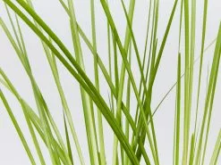 Lomandra Longifolia Dalliance 11 Lomandra Longifolia Dalliance -Plants in a Box Sales Shop LomandraLongifoliaDalliance detail 2e5881d8 7b8b 4828 9c6a 5d3918396117