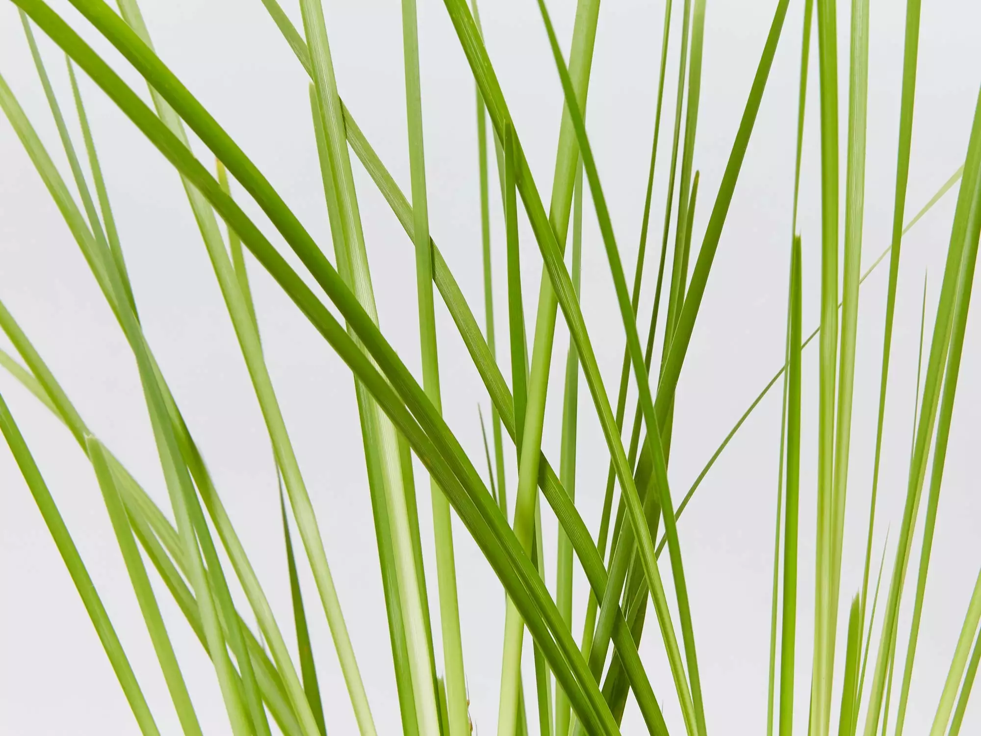 Lomandra Longifolia Dalliance 7 Lomandra Longifolia Dalliance - Image 5