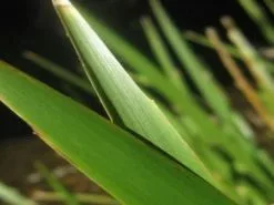 Lomandra Hystrix - Mat Rush -Plants in a Box Sales Shop Lomandra hystrix Currumbin Creek 7