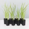 Lomandra Hystrix - Mat Rush -Plants in a Box Sales Shop LomantraHystrix 8 plants b4d58366 553c 4206 ad12 d7802fc06fb8