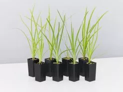 Lomandra Hystrix - Mat Rush