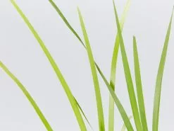 Lomandra Hystrix - Mat Rush -Plants in a Box Sales Shop LomantraHystrix detail f8c0f040 fd58 447b 9668 4db9299b3813