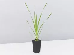 Lomandra Hystrix - Mat Rush -Plants in a Box Sales Shop LomantraHystrix single 34e3616d 6319 4014 bcf3 7013bc9849fe