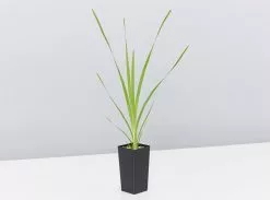 Australian Native Rainforest Mixed Pack 12 Australian Native Rainforest Mixed Pack -Plants in a Box Sales Shop LomantraHystrix single 618x458 crop center 2x.progressive f47488a0 24b5 4605 905b de92502dacae