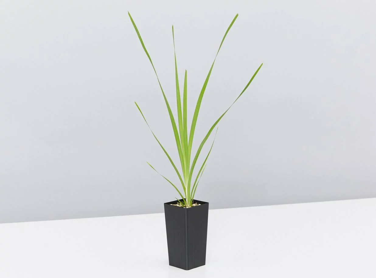 Australian Native Rainforest Mixed Pack 7 Australian Native Rainforest Mixed Pack - Image 5