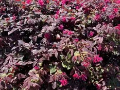 Loropetalum Chinense Fringe Flower - Bobz Red 11 Loropetalum Chinense Fringe Flower - Bobz Red -Plants in a Box Sales Shop Loropetalum chinense Bobz Red dwarf 02 77d06308 3842 4b34 bf60 384ba56c7e35