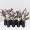 Loropetalum Chinense Fringe Flower - Bobz Red -Plants in a Box Sales Shop LoropetalumBobzRed 8plants 8736b14b f246 4eff aad1 550cf243b88f