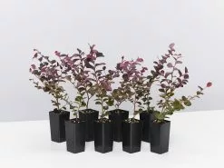 Loropetalum Chinense Fringe Flower - Bobz Red