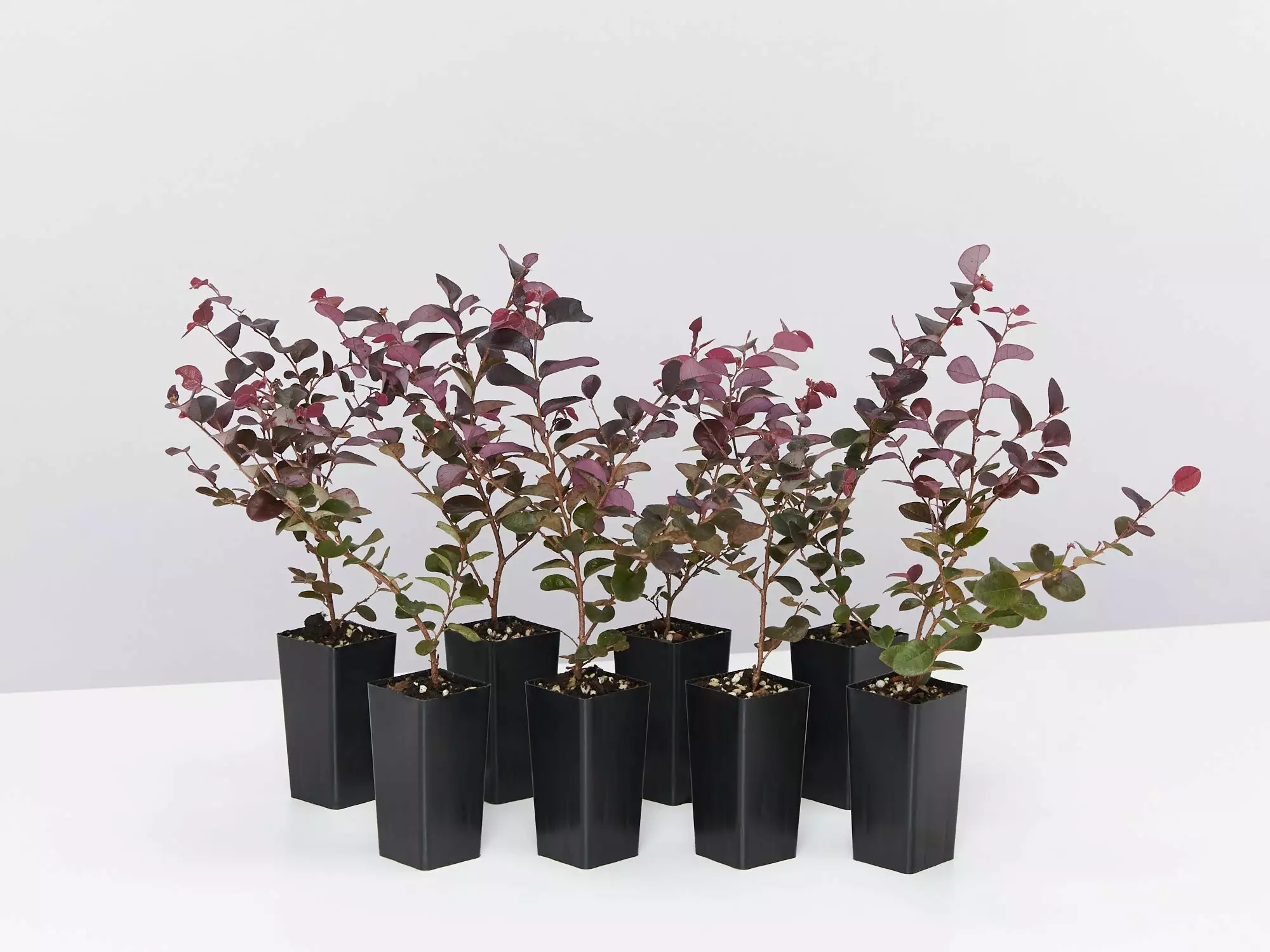 Loropetalum Chinense Fringe Flower - Bobz Red 3 Loropetalum Chinense Fringe Flower - Bobz Red