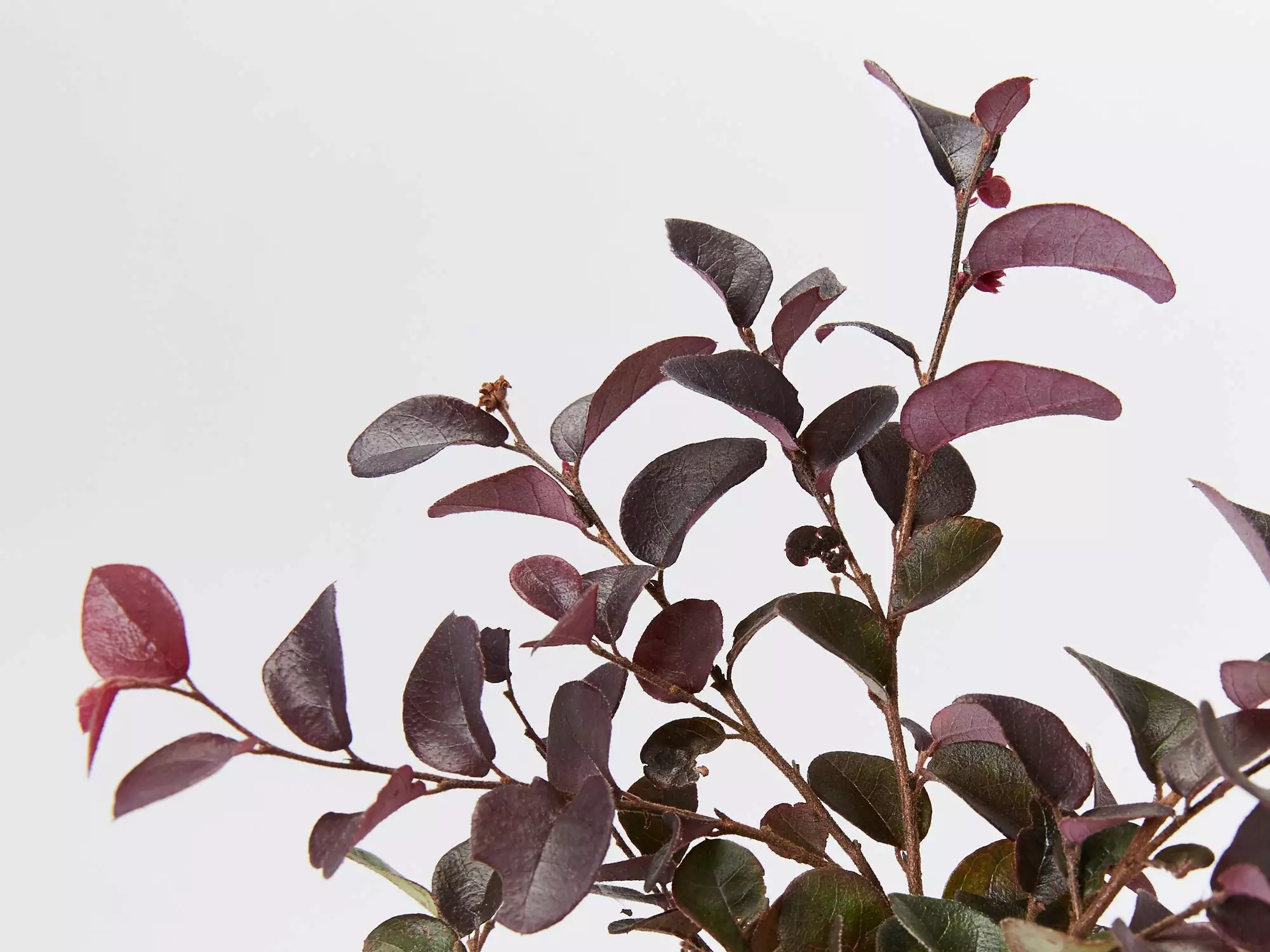 Loropetalum Chinense Fringe Flower - Bobz Red 5 Loropetalum Chinense Fringe Flower - Bobz Red - Image 3