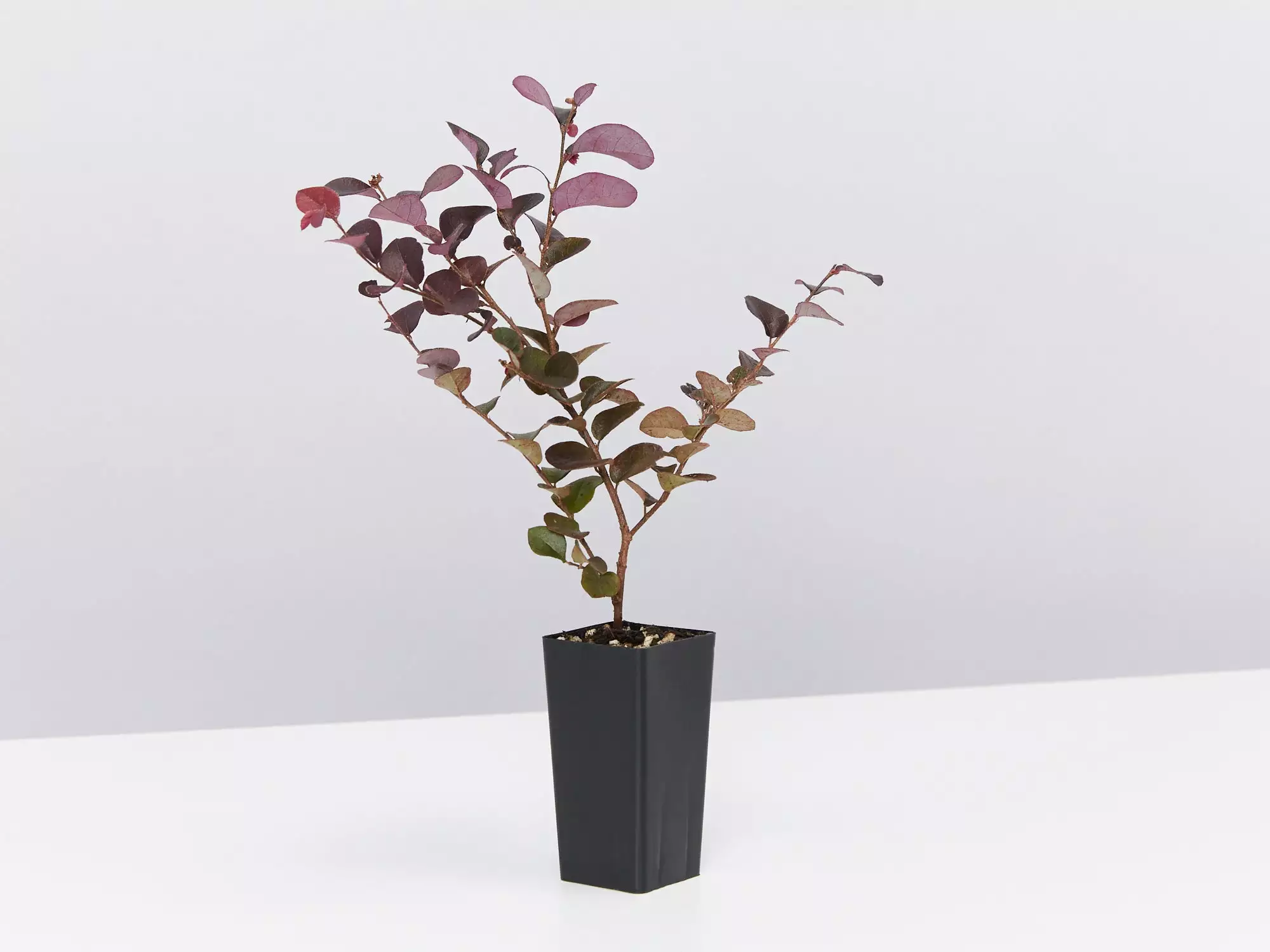 Loropetalum Chinense Fringe Flower - Bobz Red 7 Loropetalum Chinense Fringe Flower - Bobz Red - Image 5