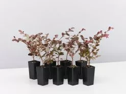 Loropetalum Chinense Bobz Pink