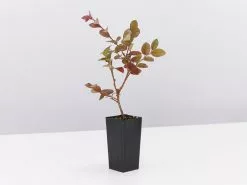 Loropetalum Chinense Bobz Pink -Plants in a Box Sales Shop LoropetalumChinceBobzPink single a669f91d de58 4651 b765 026d15559eaa