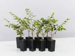 Loropetalum Chinense Bobz White (dwarf)