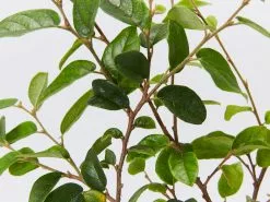 Loropetalum Chinense Bobz White (dwarf) -Plants in a Box Sales Shop LoropetalumChinenseBabzWhiteDwarf detail d782e5d3 118d 461b a6e3 dd26da01f69b
