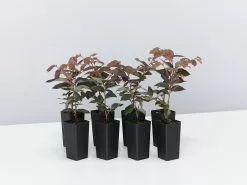 Loropetalum Chinense "China Pink"