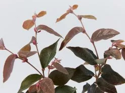 Loropetalum Chinense "China Pink" -Plants in a Box Sales Shop LoropetalumChinenseChinaPink detail 4b18af57 42bc 44ae add4 f08ddd62a6a7
