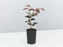 Loropetalum Chinense "China Pink" -Plants in a Box Sales Shop LoropetalumChinenseChinaPink single e4e6f0cc b640 4e53 9d36 6e2c3ef284d3