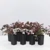 Loropetalum Chinense Purple Pixieâ„¢ â€˜PEACKâ€™ Pbr