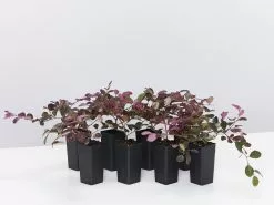 Loropetalum Chinense Purple Pixieâ„¢ â€˜PEACKâ€™ Pbr