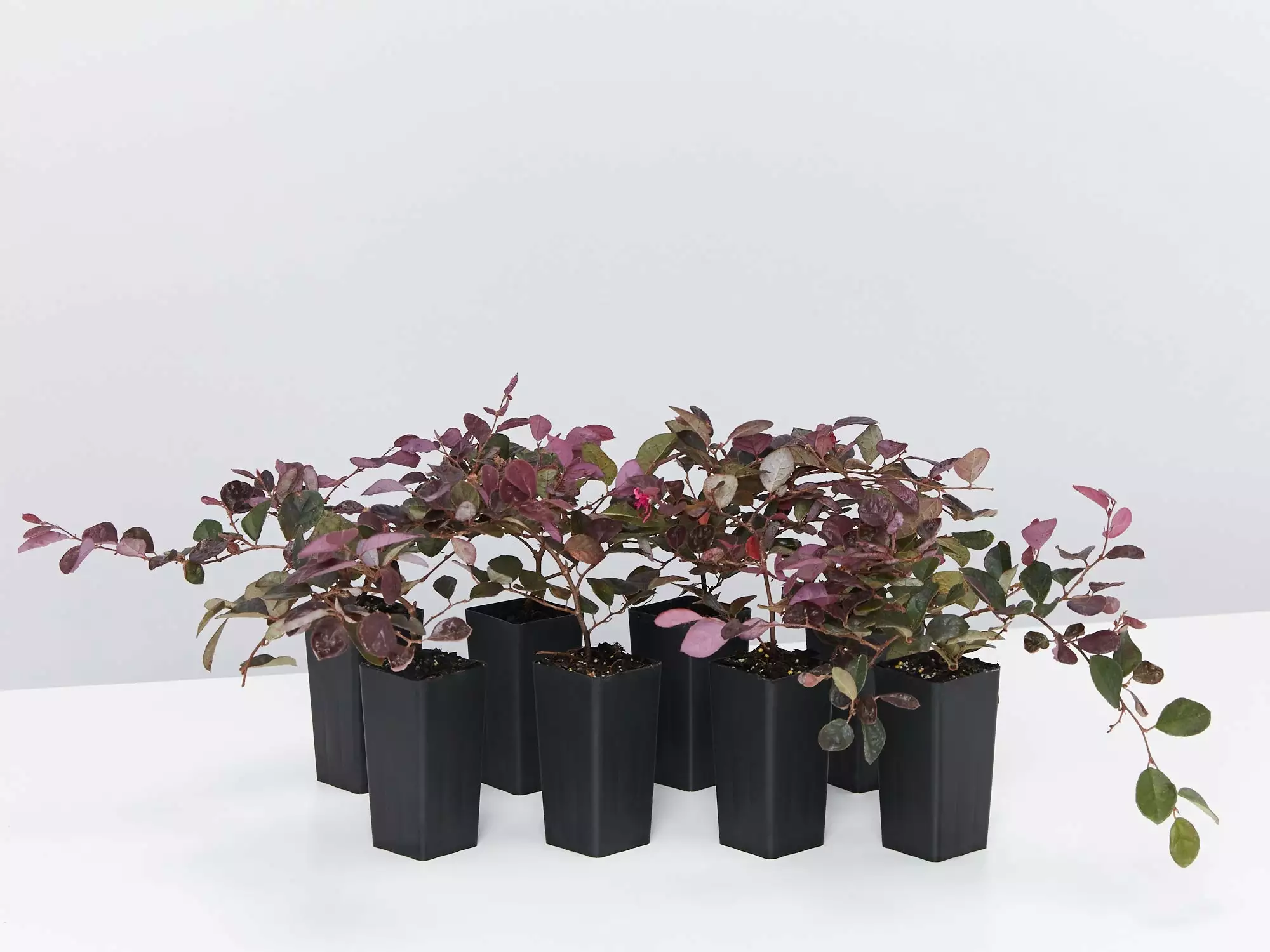 Loropetalum Chinense Purple Pixie™ ‘PEACK’ Pbr 3 Loropetalum Chinense Purple Pixie™ ‘PEACK’ Pbr