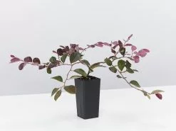 Loropetalum Chinense Purple Pixie™ ‘PEACK’ Pbr 9 Loropetalum Chinense Purple Pixie™ ‘PEACK’ Pbr -Plants in a Box Sales Shop LoropetalumPurplePixie single 356d320c 0034 4af8 94cb f77c0cb1f49b