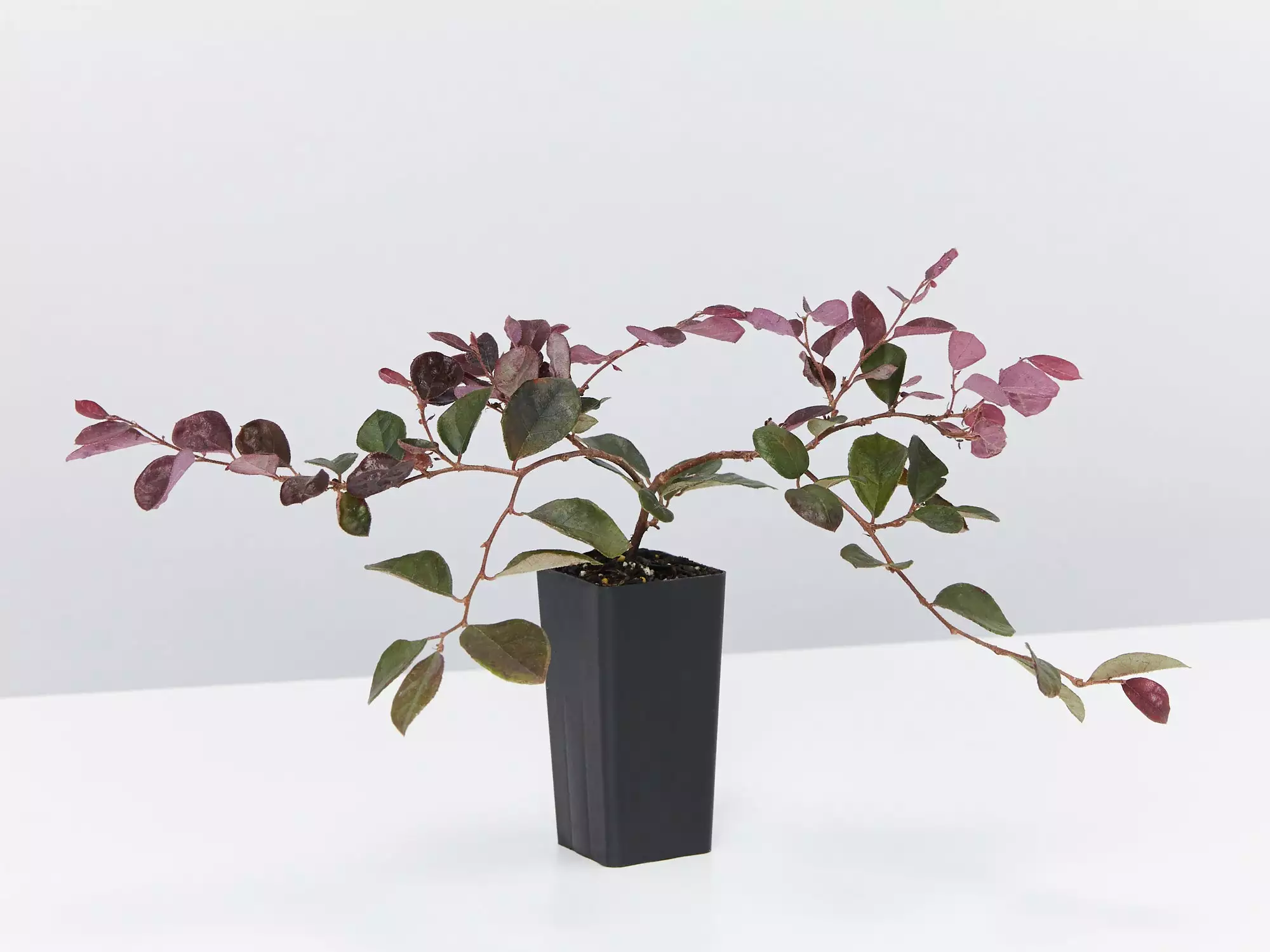 Loropetalum Chinense Purple Pixie™ ‘PEACK’ Pbr 6 Loropetalum Chinense Purple Pixie™ ‘PEACK’ Pbr - Image 4