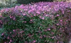 Loropetalum Chinense "China Pink" -Plants in a Box Sales Shop Loropetalum 88fd5947 c71d 4a86 81df cc8b03f8b92d